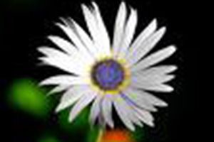 A photo of Blue-eyed African Daisy