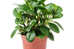 A photo of Blunt Leaf Peperomia