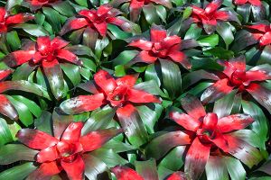 A photo of Blushing Bromeliad