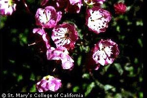 A photo of Bog Laurel