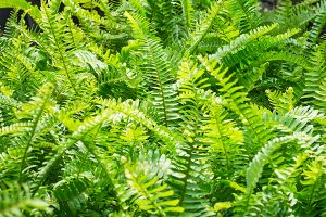 A photo of Bold Sword Fern