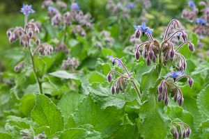 A photo of Borage