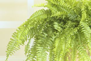 A photo of Boston Fern