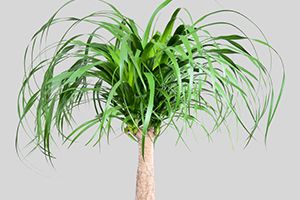 A photo of Bottle Palm