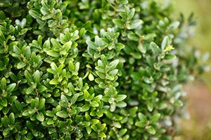 A photo of Boxwood