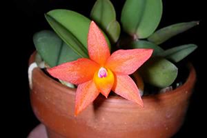 A photo of Brazilian Orchid