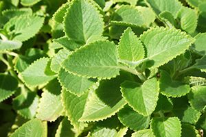 A photo of Bread and Butter Plant