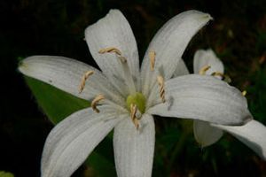 A photo of Bride's Bonnet
