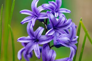 A photo of Brodiaea Pulchella