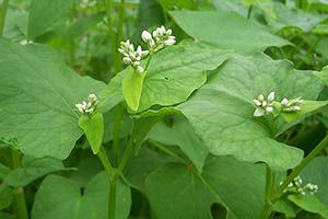 A photo of Buckwheat