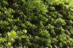 A photo of Buddhist Pine
