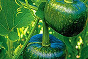 A photo of Buttercup Squash