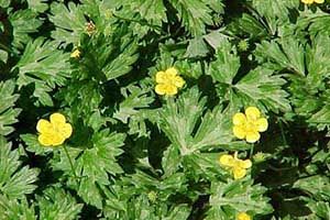 A photo of Buttercup