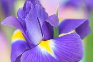 A photo of Butterfly Iris