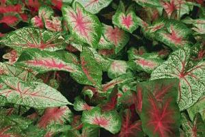 A photo of Caladium