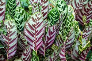 A photo of Calathea