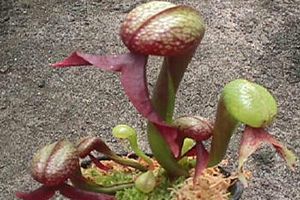 A photo of California Pitcher Plant