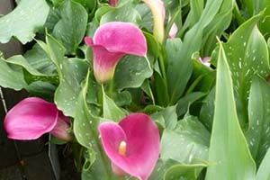 A photo of Calla Lily