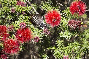 A photo of Callistemon Brachyandrus