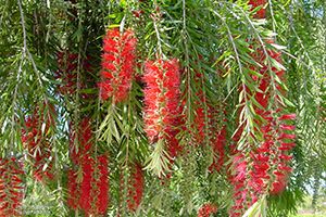 A photo of Callistemon viminalis