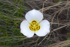 A photo of Calochortus nuttalli