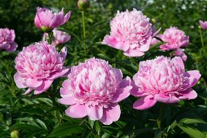 A photo of Camellia