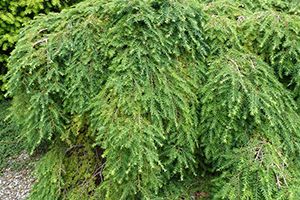 A photo of Canada Hemlock