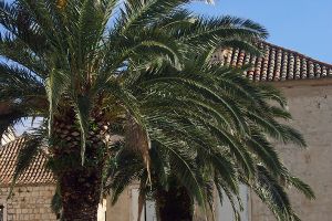 A photo of Canary Date Palm