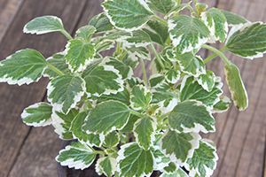 A photo of Candle Plant
