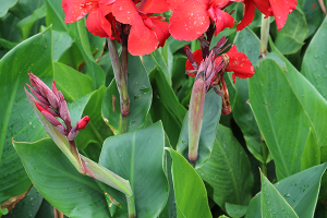 A photo of Canna