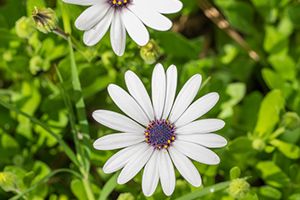A photo of Cape Marigold