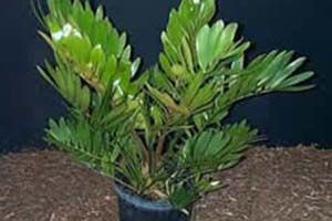 A photo of Cardboard Cycad