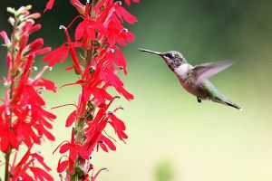A photo of Cardinal Flower