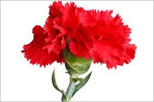 A photo of Carnation