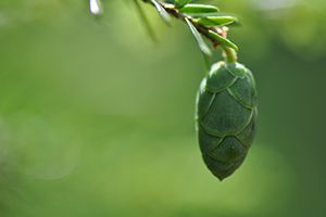 A photo of Carolina Hemlock