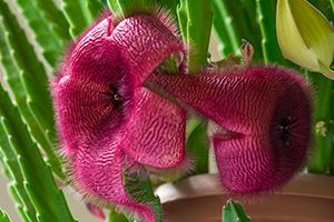 A photo of Carrion Flower 2