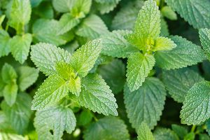 A photo of catnip