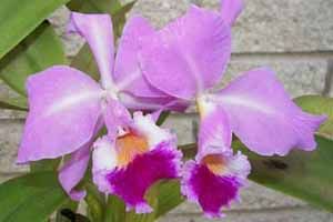 A photo of Cattleya Labiata
