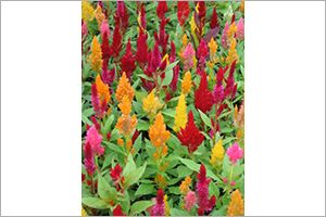 A photo of Celosia Plumosa