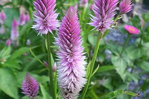 A photo of Celosia Spicata