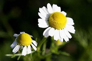 A photo of Chamomile