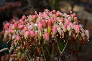 A photo of Chandelier Plant
