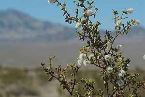 A photo of Chaparral