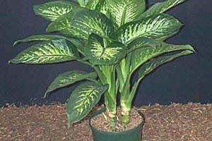 A photo of Charming Dieffenbachia