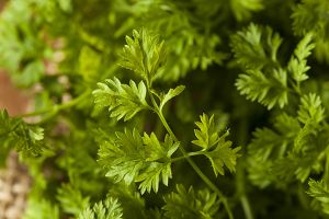 A photo of Chervil