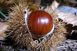 A photo of Chestnut
