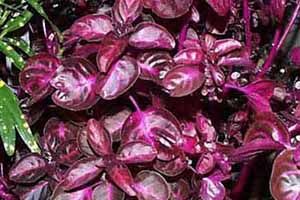 A photo of Chicken-Gizzard