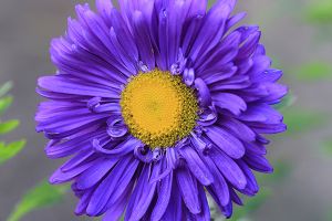 A photo of China Aster