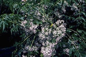 A photo of Chinaberry Tree