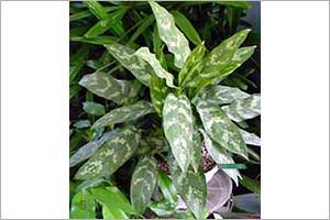 A photo of Chinese Evergreen